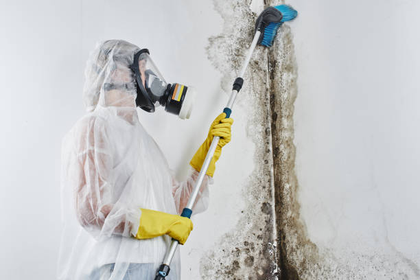 Best Crawl Space Mold Removal  in Lake Shore, WA