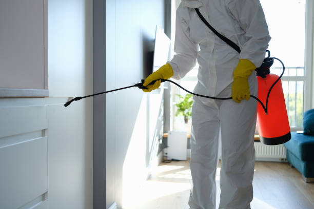Best Mold Removal Company Near Me  in Lake Shore, WA