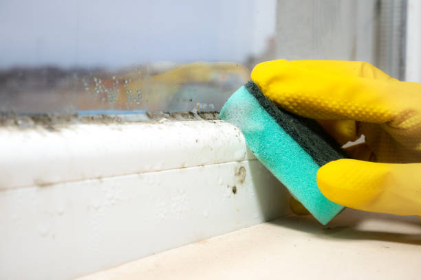 Mold Removal Process in Lake Shore, WA