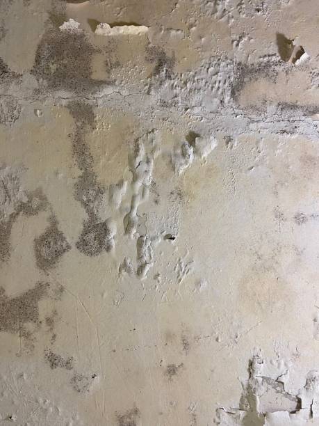 Best Attic Mold Removal  in Lake Shore, WA