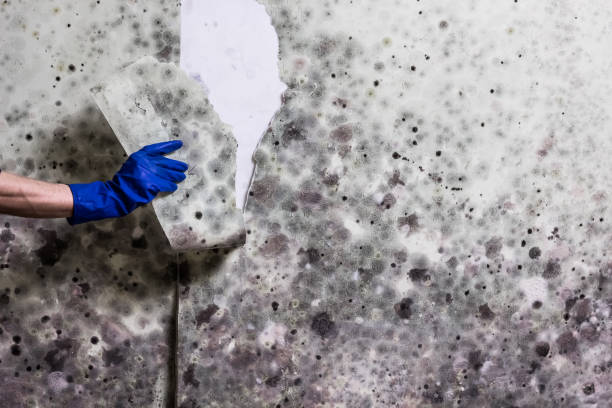 Attic Mold Removal in Lake Shore, WA