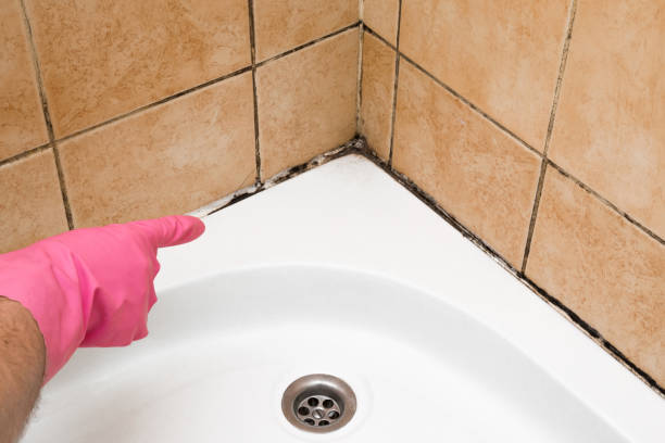 Lake Shore, WA Mold Removal Company