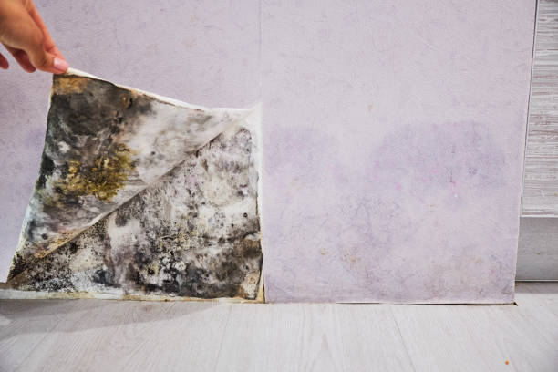Best Professional Mold Removal  in Lake Shore, WA